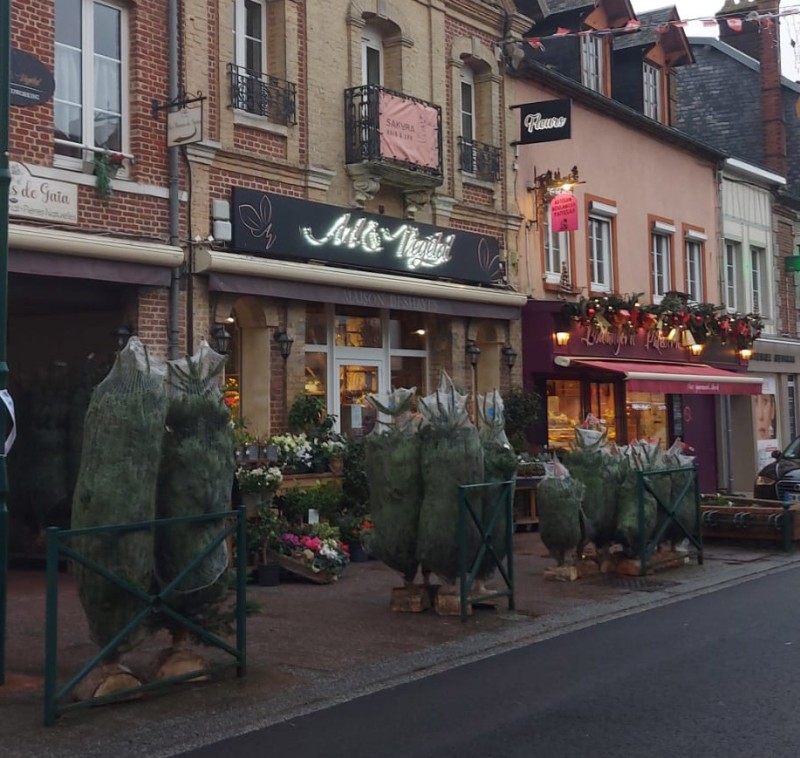 Les sapins Nordmann sont de retour chez Art et Végétal à Grand Bourgtheroulde