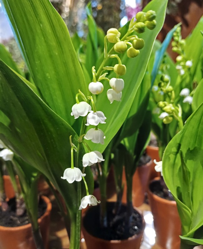 Muguet
