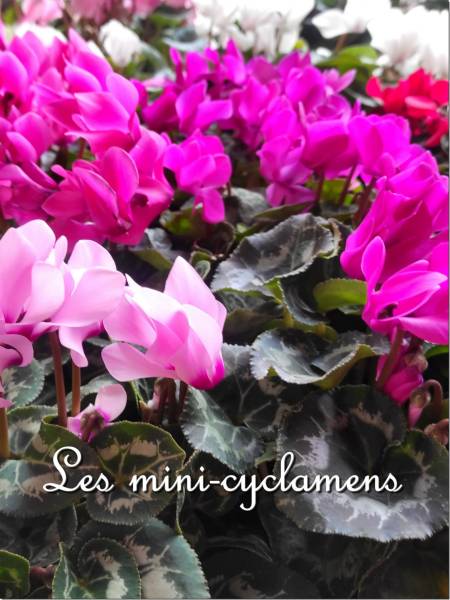 Les mini-cyclamens