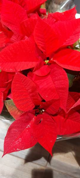 Poinsettia