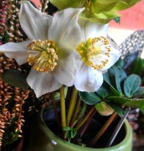 L’HELLÉBORE , LA ROSE DE NOËL