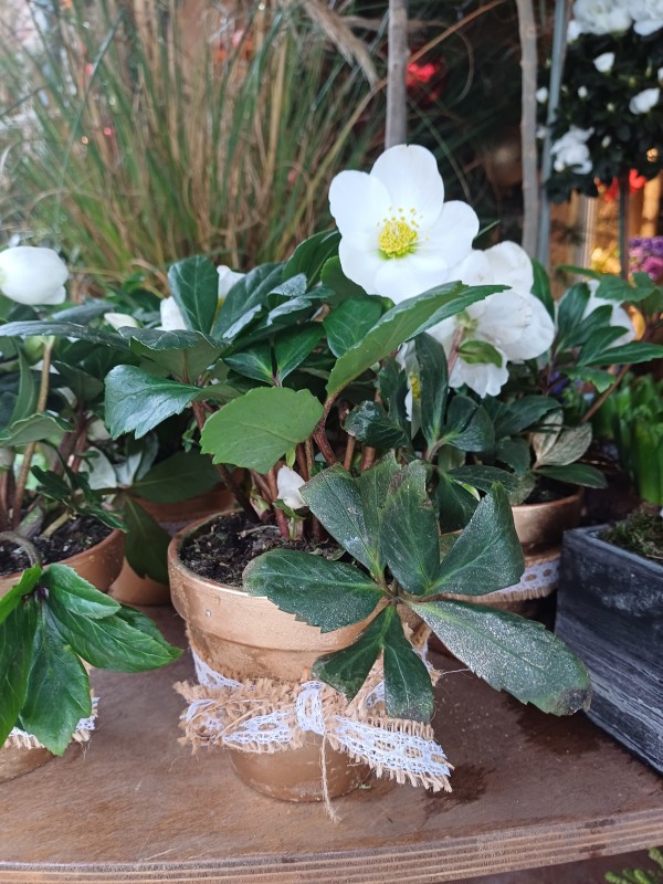 Quelles fleurs acheter en hiver pour mettre au cimetière aux alentours de Thuit Signol